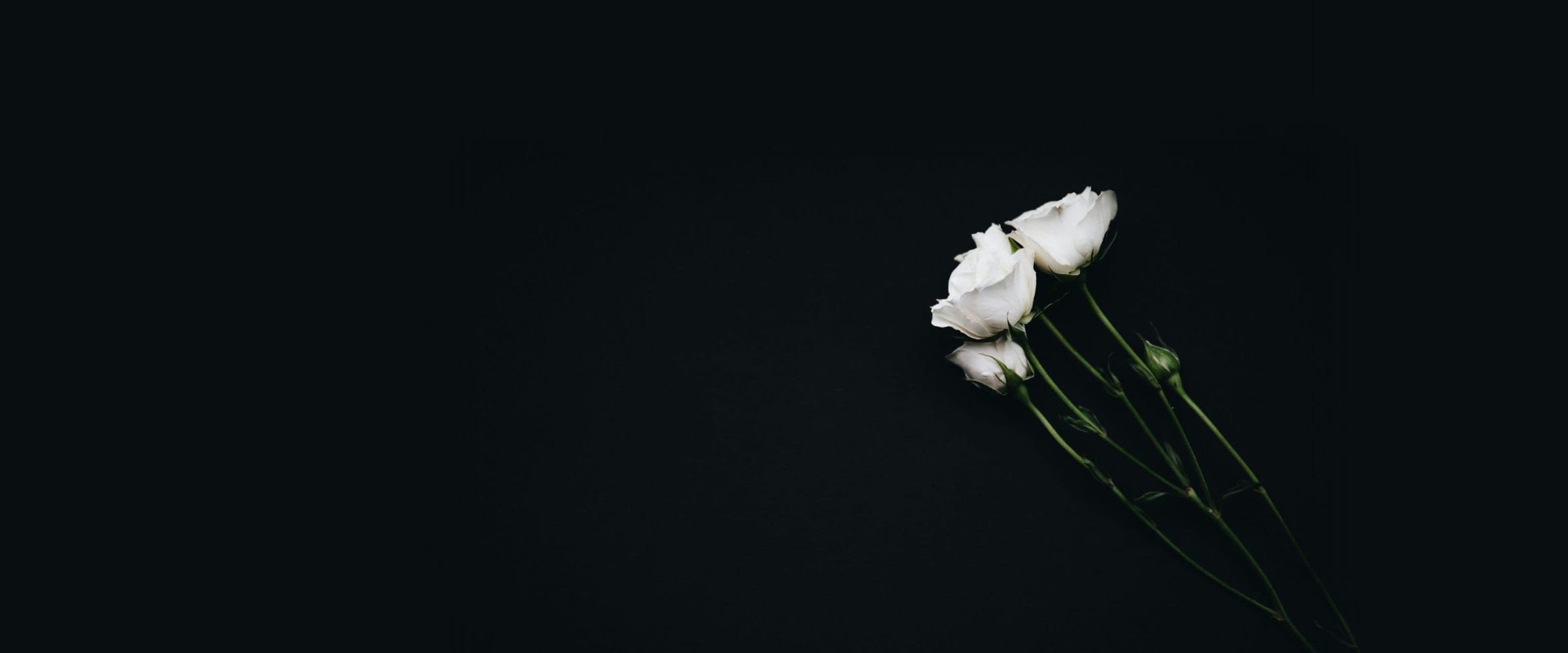 Three white roses laid on a dark background