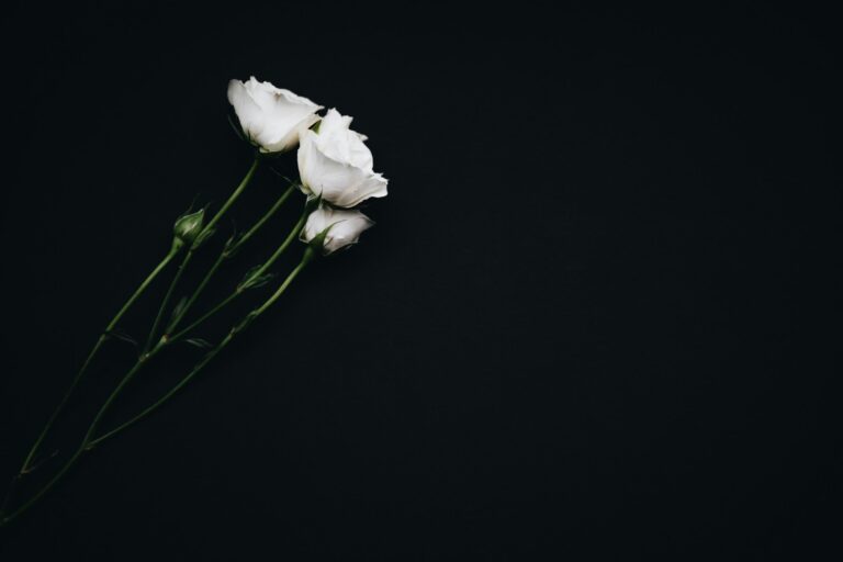 Three white roses laid on a dark background
